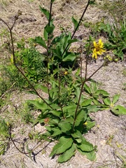 Silphium gracile