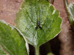 Tetragnatha