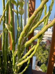 Euphorbia tithymaloides