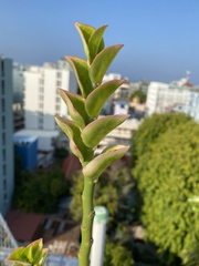 Euphorbia tithymaloides