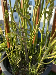 Euphorbia tithymaloides