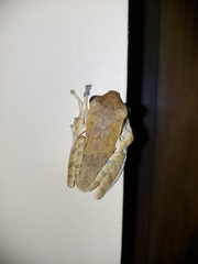 Polypedates maculatus