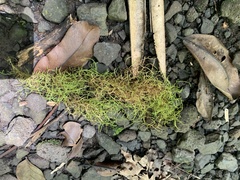 Thuidiopsis