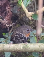 Spelaeornis badeigularis