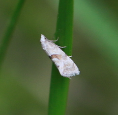 Cochylidia heydeniana
