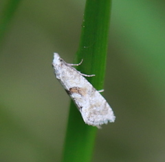 Cochylidia heydeniana