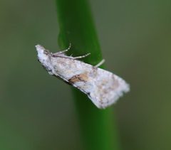 Cochylidia heydeniana
