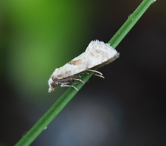 Cochylidia heydeniana