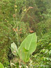 Canna tuerckheimii