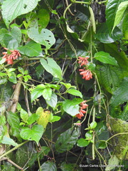 Cestrum fasciculatum