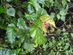 Begonia incarnata
