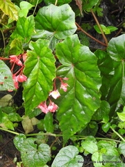 Begonia incarnata