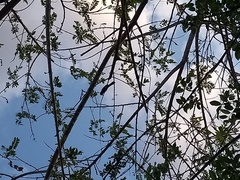 Gnorimopsar chopi sulcirostris