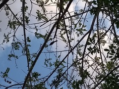 Gnorimopsar chopi sulcirostris