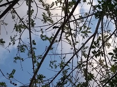 Gnorimopsar chopi sulcirostris