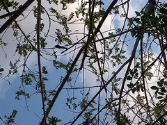 Gnorimopsar chopi sulcirostris