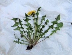 Taraxacum pulchrifolium