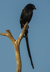 Lanius melanoleucus melanoleucus