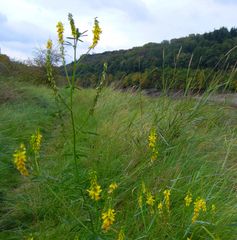 Melilotus altissimus