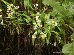 Pseudognaphalium semiamplexicaule