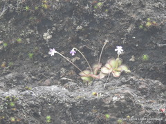 Pinguicula emarginata