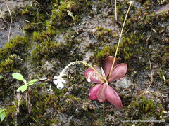 Pinguicula emarginata