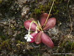 Pinguicula emarginata