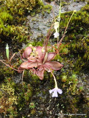 Pinguicula emarginata