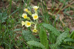 Primula × polyantha