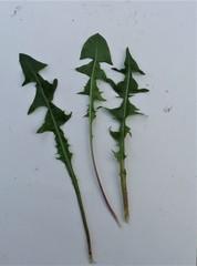 Taraxacum pulchrifolium