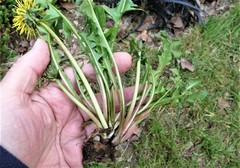 Taraxacum pulchrifolium