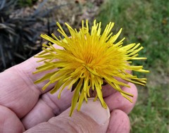 Taraxacum pulchrifolium