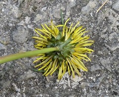 Taraxacum pulchrifolium