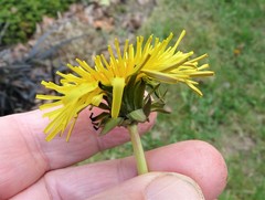 Taraxacum pulchrifolium