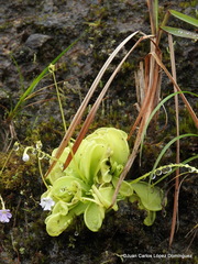 Pinguicula emarginata