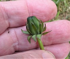 Taraxacum pulchrifolium