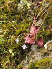 Pinguicula emarginata