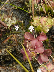 Pinguicula emarginata