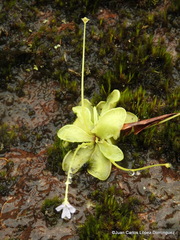 Pinguicula emarginata