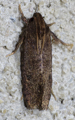 Acrolophus cockerelli