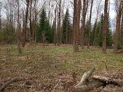 Gagea granulosa