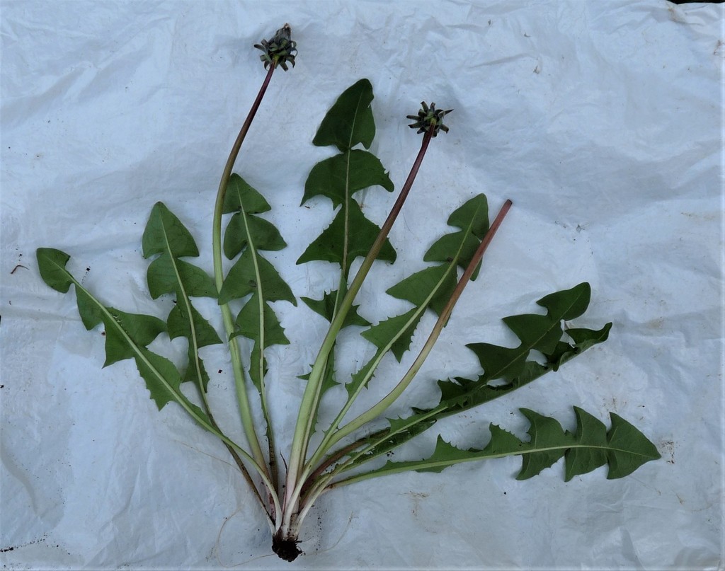 fleshy-lobed dandelion