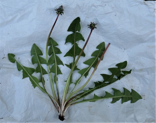 fleshy-lobed dandelion (Taraxacum quadrans)