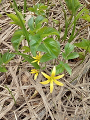Gagea granulosa