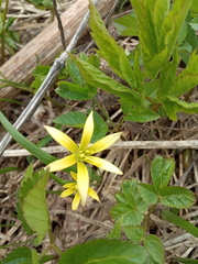 Gagea granulosa