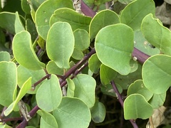 Capparis