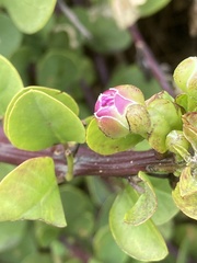 Capparis