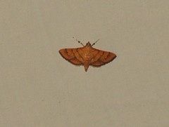Orphanostigma abruptalis