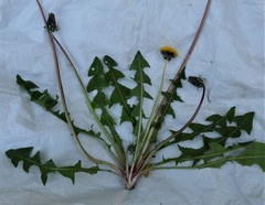 Taraxacum quadrans