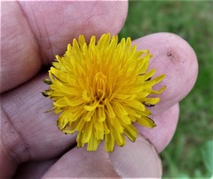 Taraxacum quadrans
